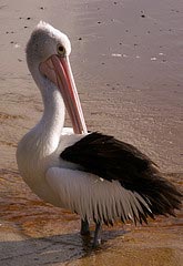 Pelicano na praia