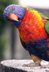 Papagaio colorido