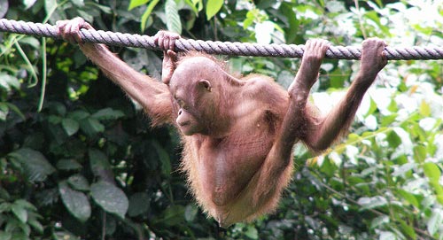 Orangotando jovem pendurando na corda